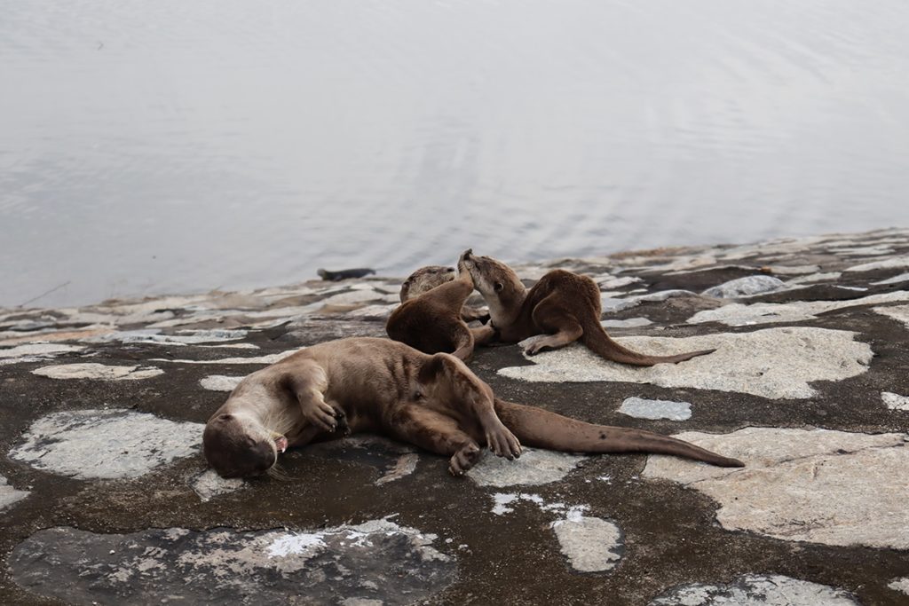 image World Nature Photography Awards 2020 Estas son las fotos ganadoras de los World Nature Photography Awards 2020 un ano donde la naturaleza encontro su maximo esplendor 13