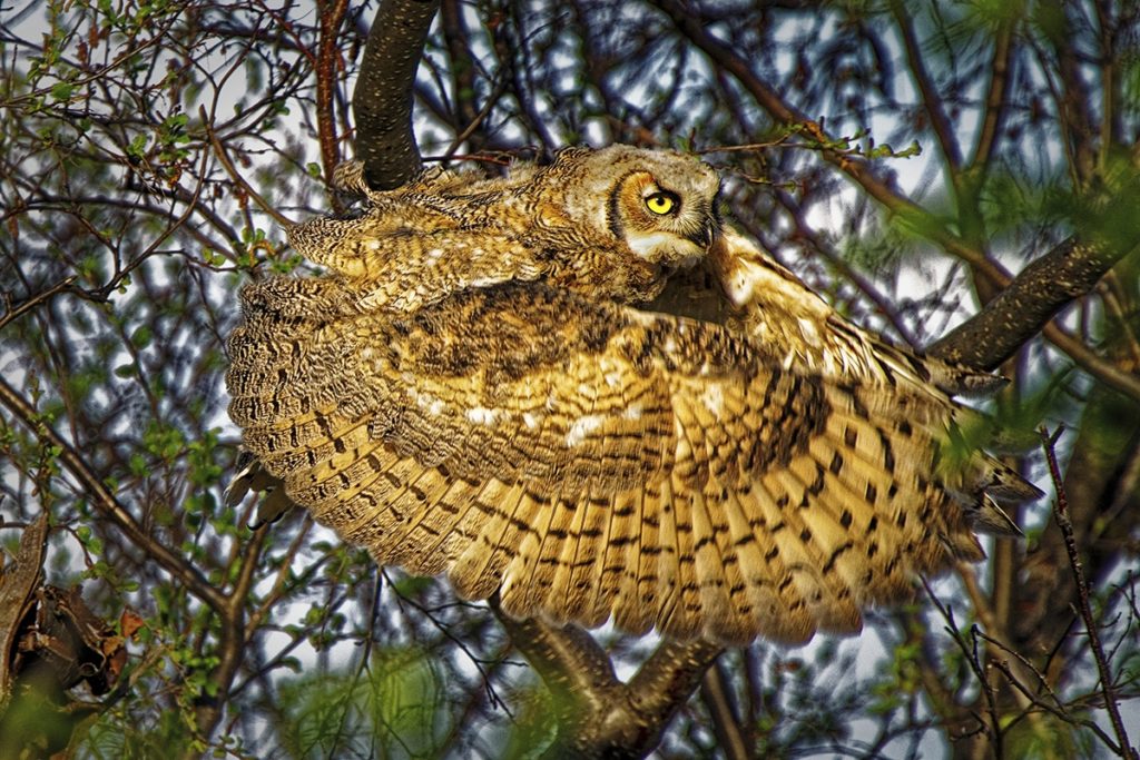 image World Nature Photography Awards 2020 Estas son las fotos ganadoras de los World Nature Photography Awards 2020 un ano donde la naturaleza encontro su maximo esplendor 4