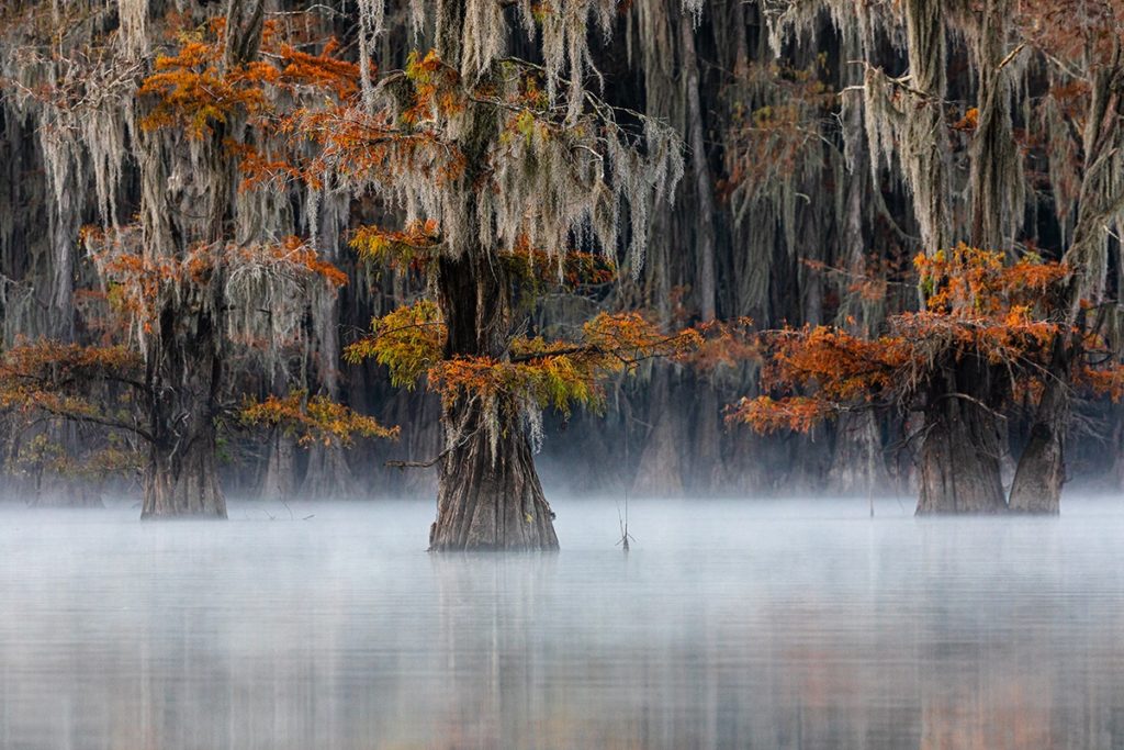 image World Nature Photography Awards 2020 Estas son las fotos ganadoras de los World Nature Photography Awards 2020 un ano donde la naturaleza encontro su maximo esplendor 6