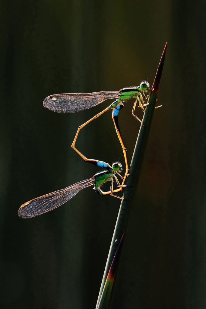 image World Nature Photography Awards 2020 Estas son las fotos ganadoras de los World Nature Photography Awards 2020 un ano donde la naturaleza encontro su maximo esplendor 7