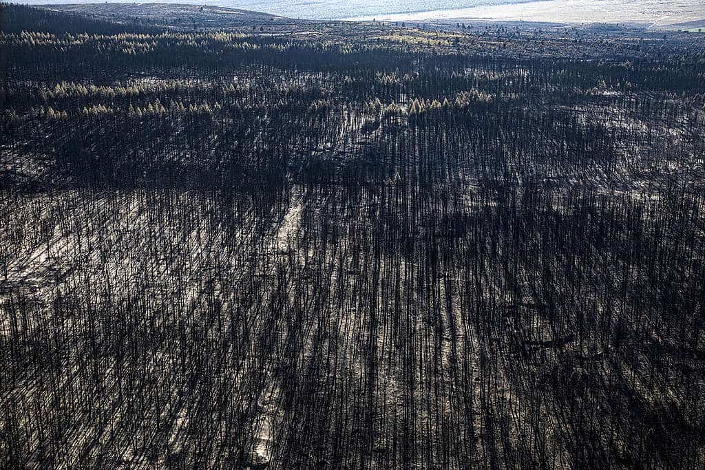 image Incendios en la Patagonia argentina Incendios en la Patagonia argentina 3 1