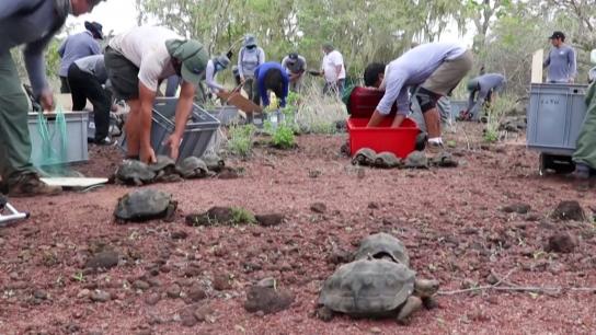 Islas Galápagos: Para resarcir su ecosistema, liberaron 191 tortugas gigantes en la Isla Santa Fe