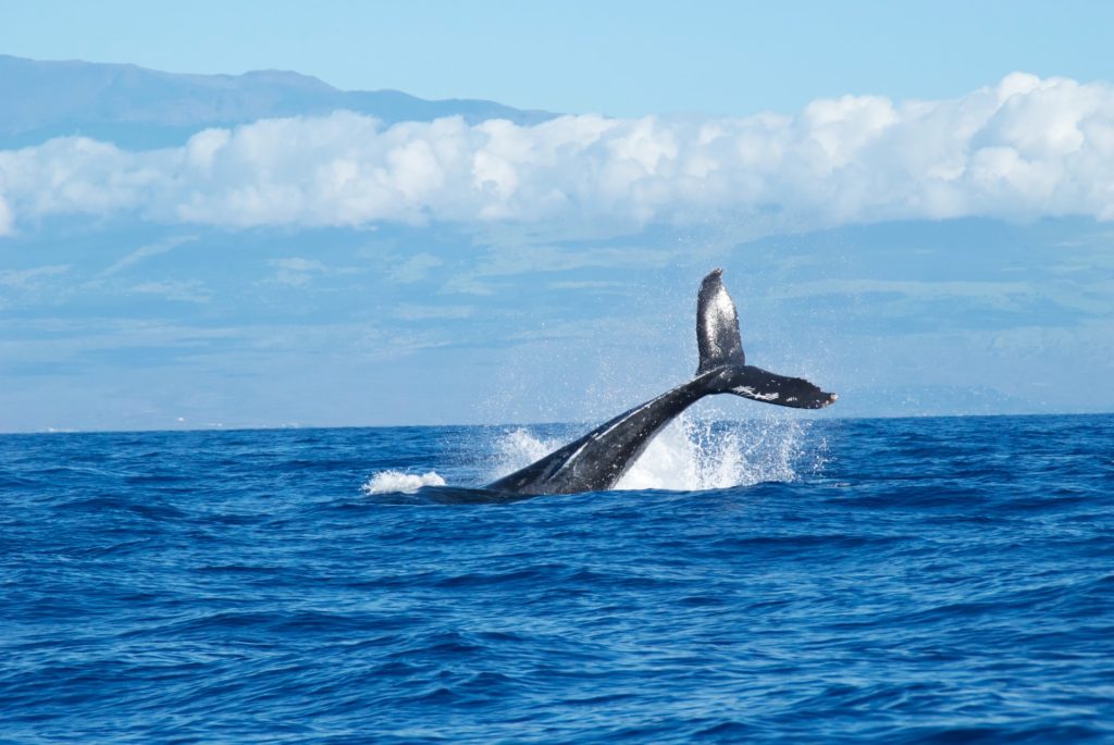 Nuevo estudio sostiene que al menos el 25% de los mamíferos marinos van camino a la extinción