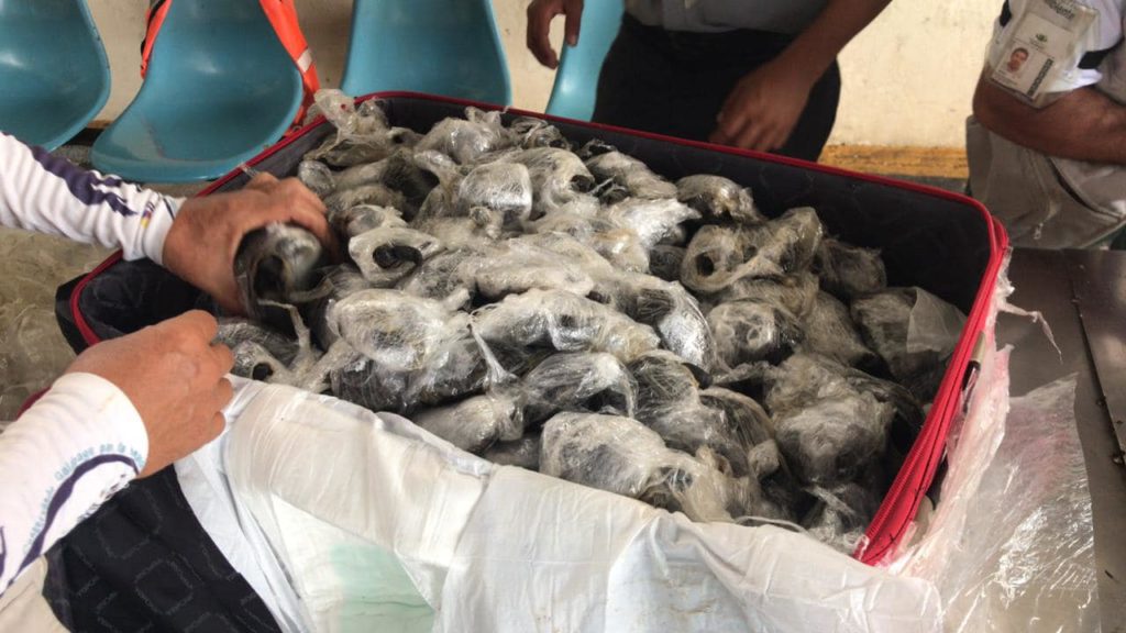 Encontraron 185 bebés de tortugas gigantes dentro de maletas en el aeropuerto de Galápagos