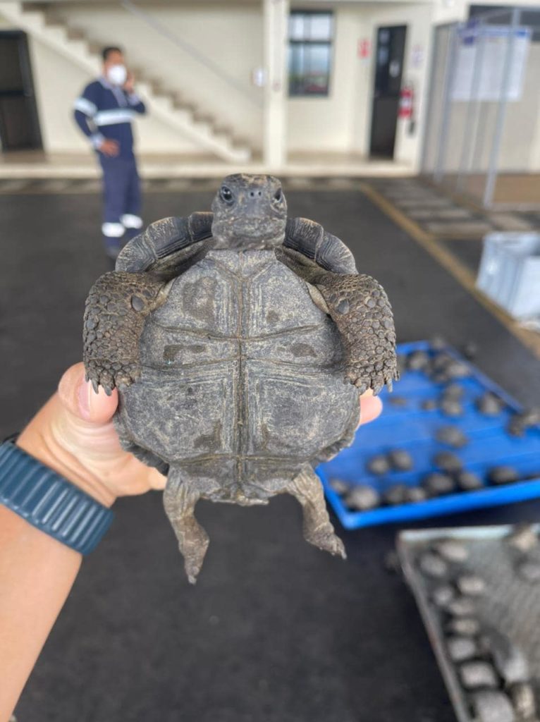 Encontraron 185 bebés de tortugas gigantes dentro de maletas en el aeropuerto de Galápagos