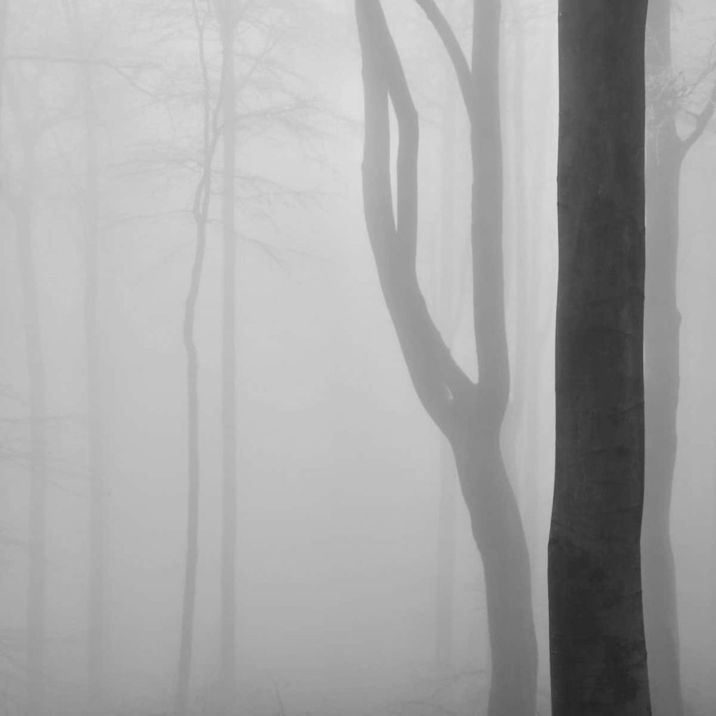 image black and white photography contest forest interiors by petr novak