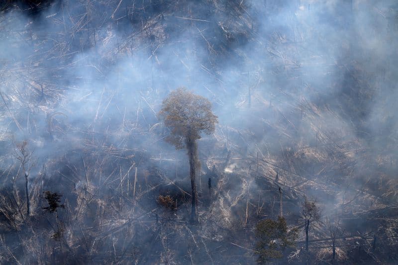 Dos tercios de los bosques tropicales del mundo han sido destruidos o dañados