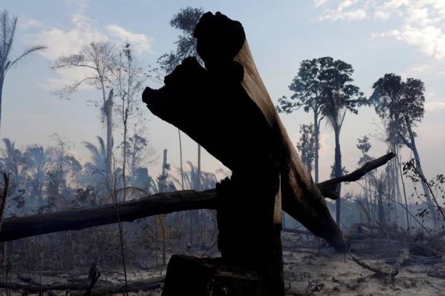 Dos tercios de los bosques tropicales del mundo han sido destruidos o dañados