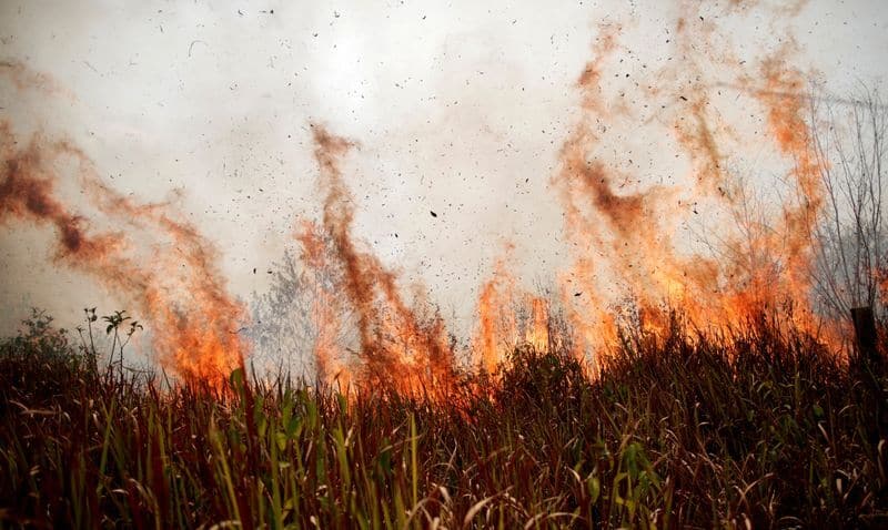 Dos tercios de los bosques tropicales del mundo han sido destruidos o dañados