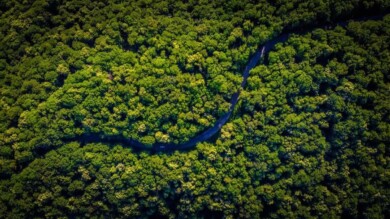 Dos tercios de los bosques tropicales del mundo han sido destruidos o dañados