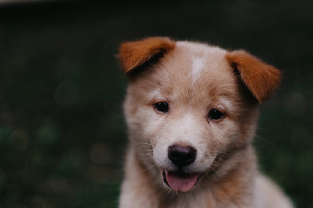 Una nueva ley australiana establece que quienes abusen de animales podrán enfrentar una multa de $44.000 y tiempo en prisión