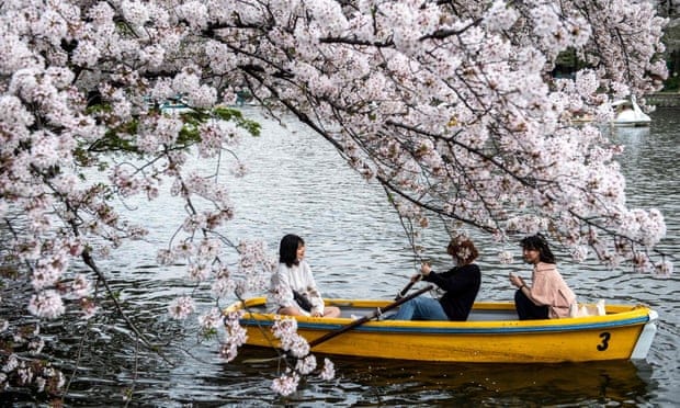 Los cerezos de Japón florecieron en la fecha más temprana del último tiempo y puede estar relacionado al cambio climático