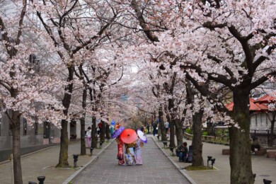 Los cerezos de Japón florecieron en la fecha más temprana del último tiempo y puede estar relacionado al cambio climático