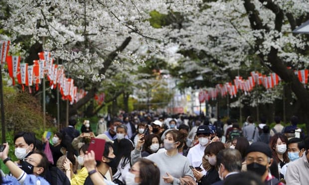 Los cerezos de Japón florecieron en la fecha más temprana del último tiempo y puede estar relacionado al cambio climático