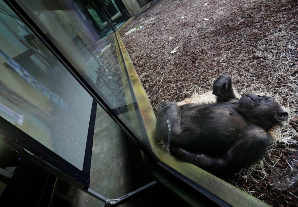 Los chimpancés de un parque safari de República Checa tienen videollamadas con chimpancés de otros zoológicos