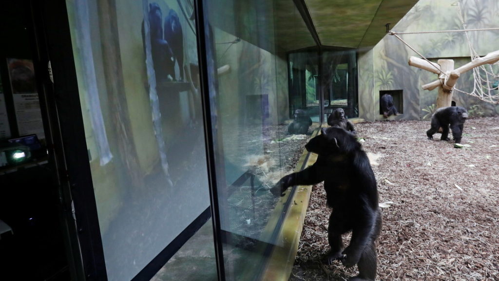 Los chimpancés de un parque safari de República Checa tienen videollamadas con chimpancés de otros zoológicos