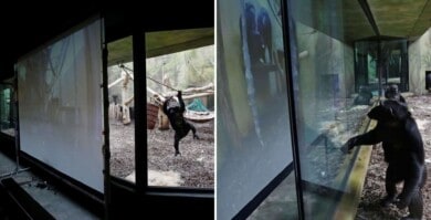 Los chimpancés de un parque safari de República Checa tienen videollamadas con chimpancés de otros zoológicos