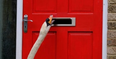 Un barrio de Inglaterra suele ser visitado por un cisne que con mucha insistencia golpea todas sus puertas