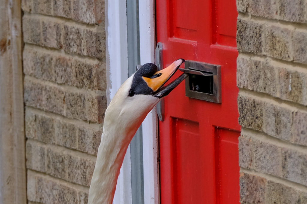 Un barrio de Inglaterra suele ser visitado por un cisne que con mucha insistencia golpea todas sus puertas