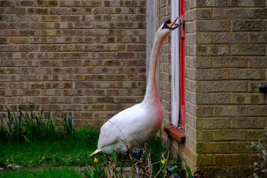 Un barrio de Inglaterra suele ser visitado por un cisne que con mucha insistencia golpea todas sus puertas