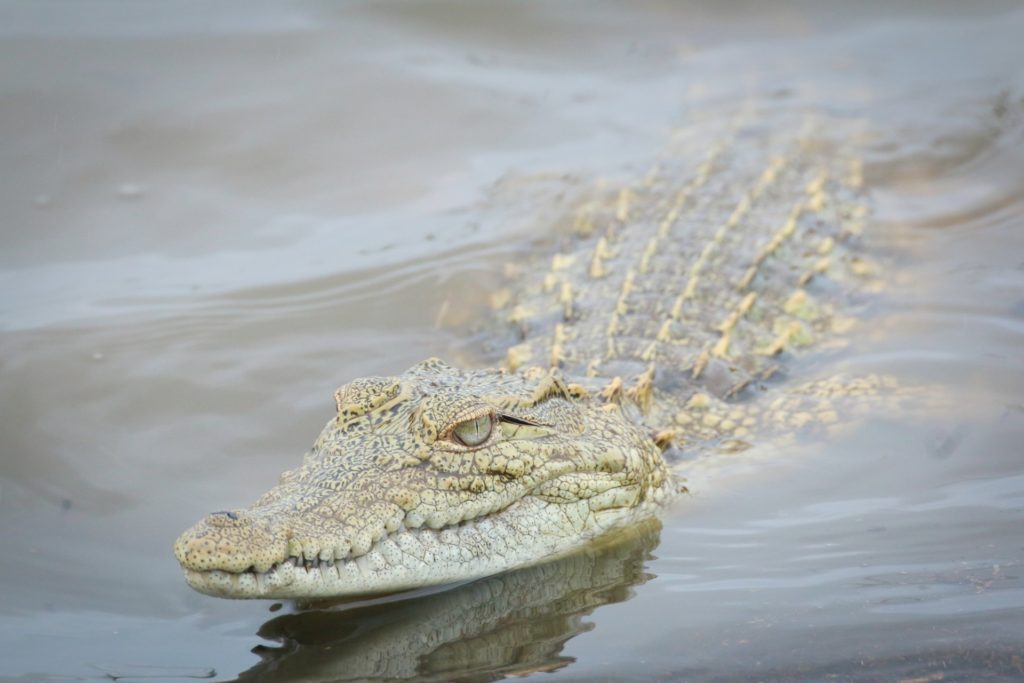 Alrededor de 150 cocodrilos escaparon de un criadero en Sudáfrica y muchos de ellos aún continúan sueltos