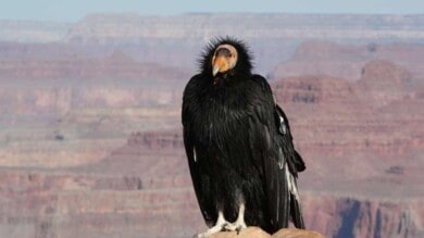 condor-californiano-en-peligro-critico