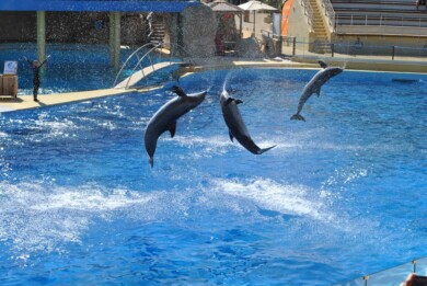 Un estado australiano prohíbe los shows con delfines a través de una ley que pone fin a la cría en cautiverio