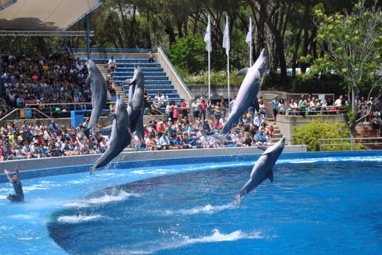 delfines Un estado australiano prohíbe los shows con delfines a través de una ley que pone fin a la cría en cautiverio Un estado australiano prohíbe los shows con delfines a través de una ley que pone fin a la cría en cautiverio