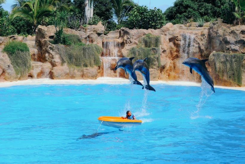 delfines Un estado australiano prohíbe los shows con delfines a través de una ley que pone fin a la cría en cautiverio Un estado australiano prohíbe los shows con delfines a través de una ley que pone fin a la cría en cautiverio