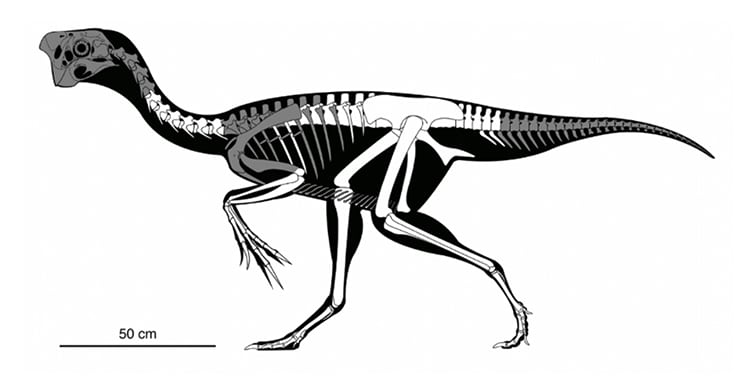 image fósil de un dinosaurio fossil oviraptorid theropod 12