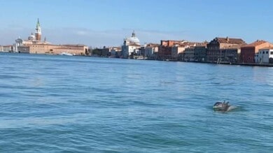 http___cdn.cnn.com_cnnnext_dam_assets_210323163026-venice-dolphins-1