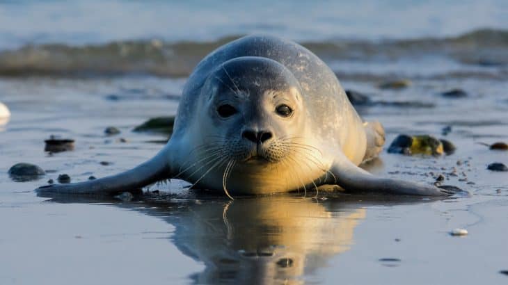 Nuevo estudio sostiene que al menos el 25% de los mamíferos marinos van camino a la extinción