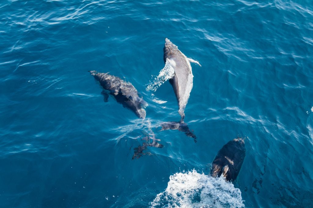 Nuevo estudio sostiene que al menos el 25% de los mamíferos marinos van camino a la extinción