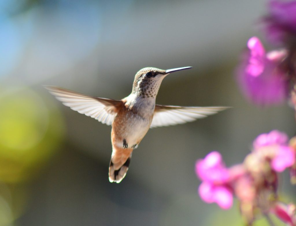 Un estudio sostiene que rodearse de pájaros puede contribuir a estar más feliz