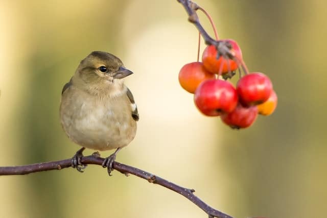 Un estudio sostiene que rodearse de pájaros puede contribuir a estar más feliz