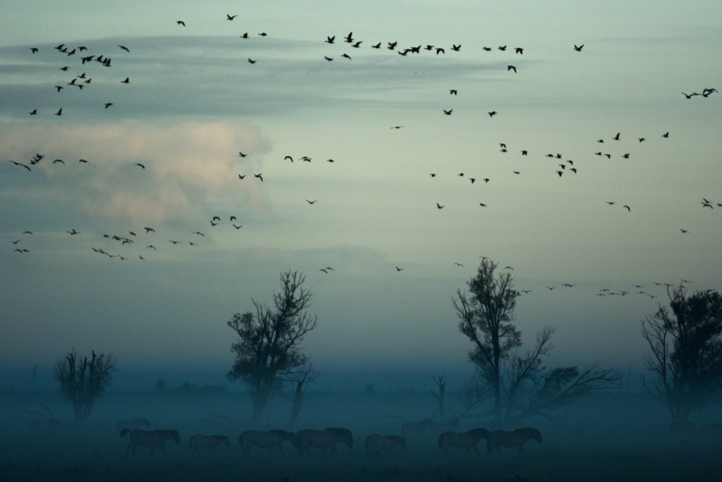 Un estudio sostiene que rodearse de pájaros puede contribuir a estar más feliz