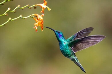 Un estudio sostiene que rodearse de pájaros puede contribuir a estar más feliz