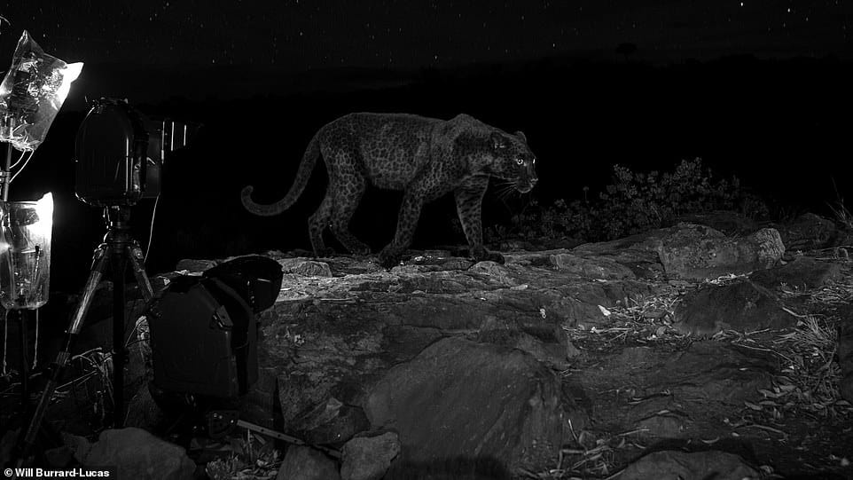 Un fotógrafo compartió imágenes nunca antes vistas de una pantera negra