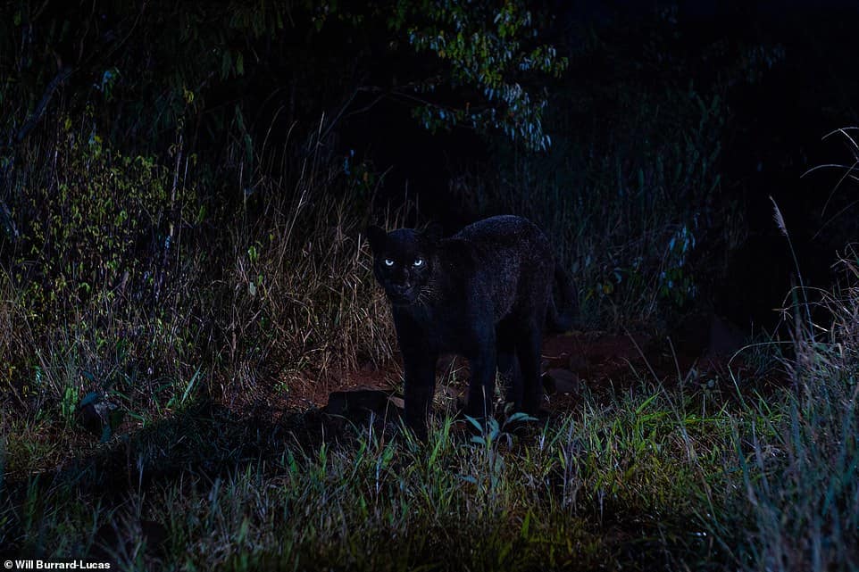 Un fotógrafo compartió imágenes nunca antes vistas de una pantera negra