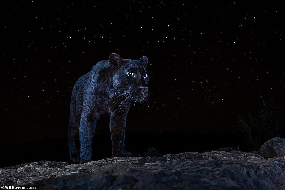 Un fotógrafo compartió imágenes nunca antes vistas de una pantera negra