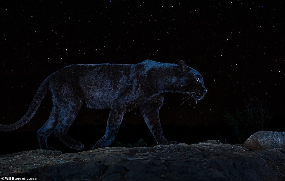 Un fotógrafo compartió imágenes nunca antes vistas de una pantera negra