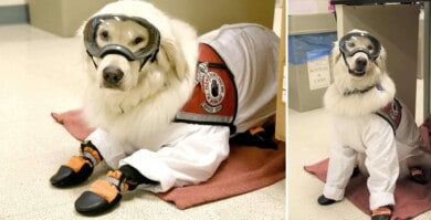 Este perro de servicio aprendió a usar el equipo de protección personal para poder ayudar a su dueña en el laboratorio