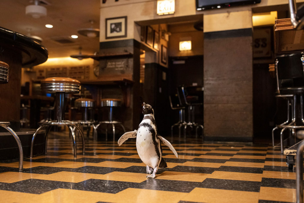 3 pingüinos de un acuario de Chicago visitaron un restaurante de la ciudad para generar conciencia sobre el uso de plásticos