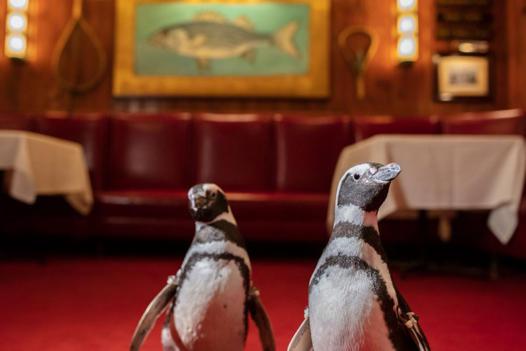 3 pingüinos de un acuario de Chicago visitaron un restaurante de la ciudad para generar conciencia sobre el uso de plásticos