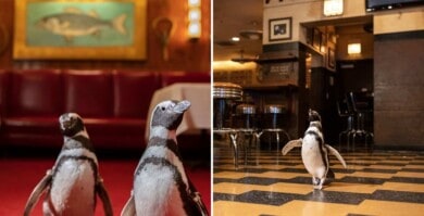 3 pingüinos de un acuario de Chicago visitaron un restaurante de la ciudad para generar conciencia sobre el uso de plásticos