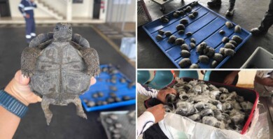 Encontraron 185 bebés de tortugas gigantes dentro de maletas en el aeropuerto de Galápagos