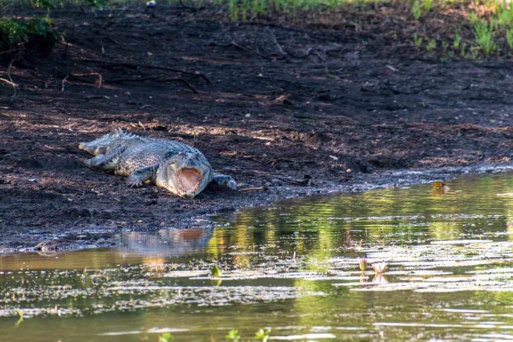 image Parque Nacional Kakadu vladimir haltakov 5RnbhGAaQnE unsplash 1