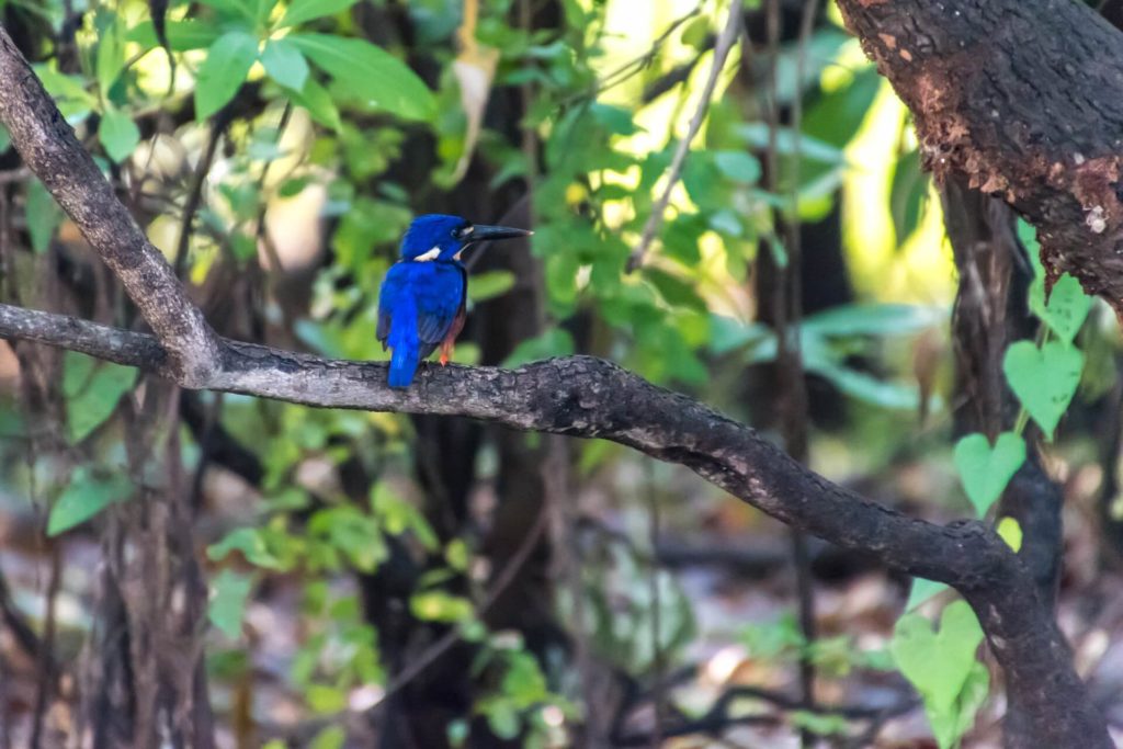 image Parque Nacional Kakadu vladimir haltakov D 3G99cMizk unsplash 1