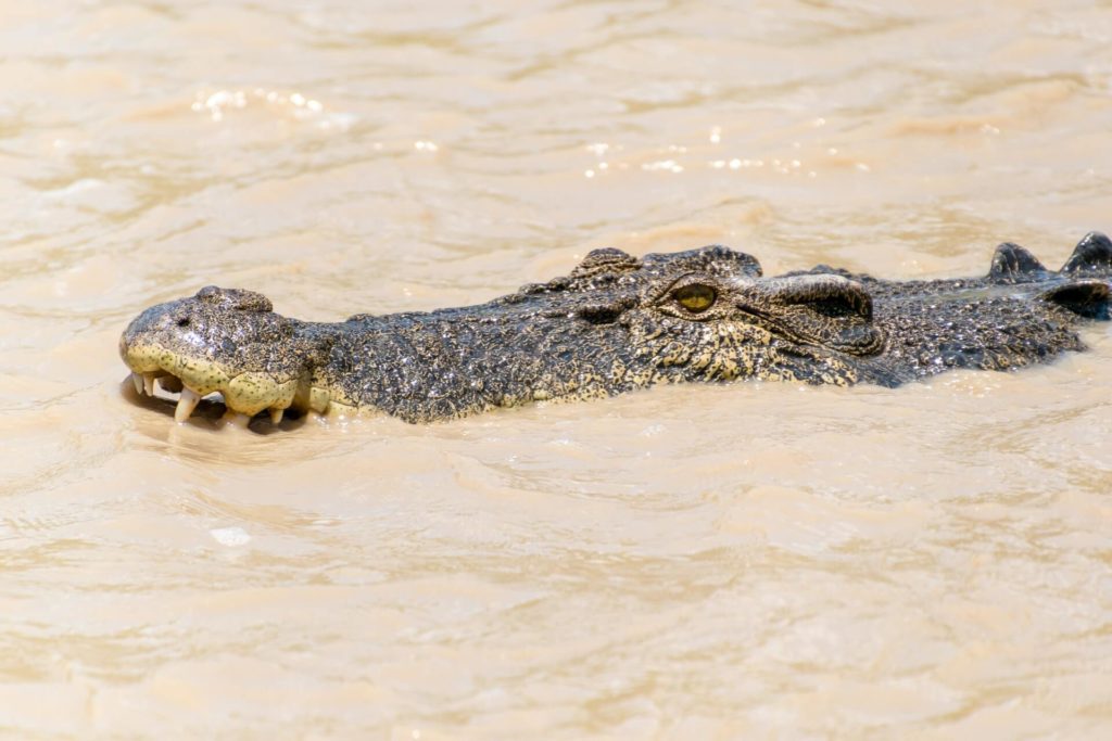 image Parque Nacional Kakadu vladimir haltakov Nv4WSl2yz2c unsplash 1