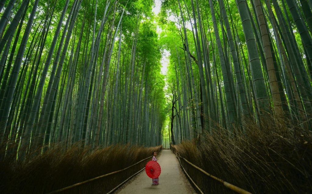 image Arashiyama walter mario stein kqfE9mvv7Xw unsplash 1